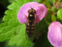 Platycheirus peltatus