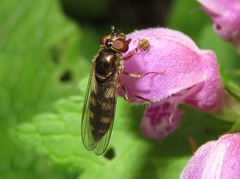 Platycheirus peltatus