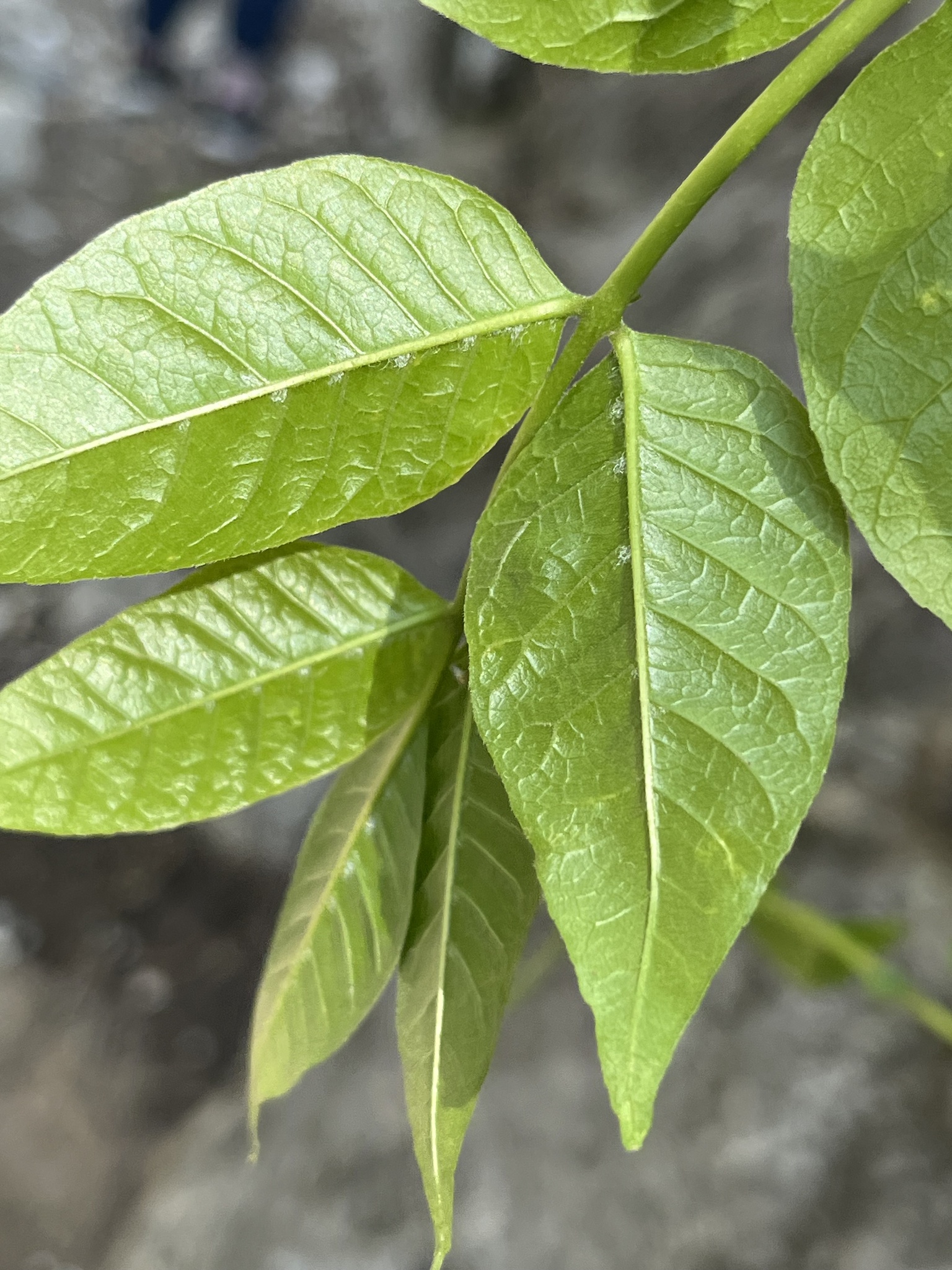 Imagem de Árvore-do-neem-japonês