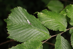 Phyllonorycter tristrigella