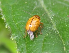 Cryptocephalus pusillus