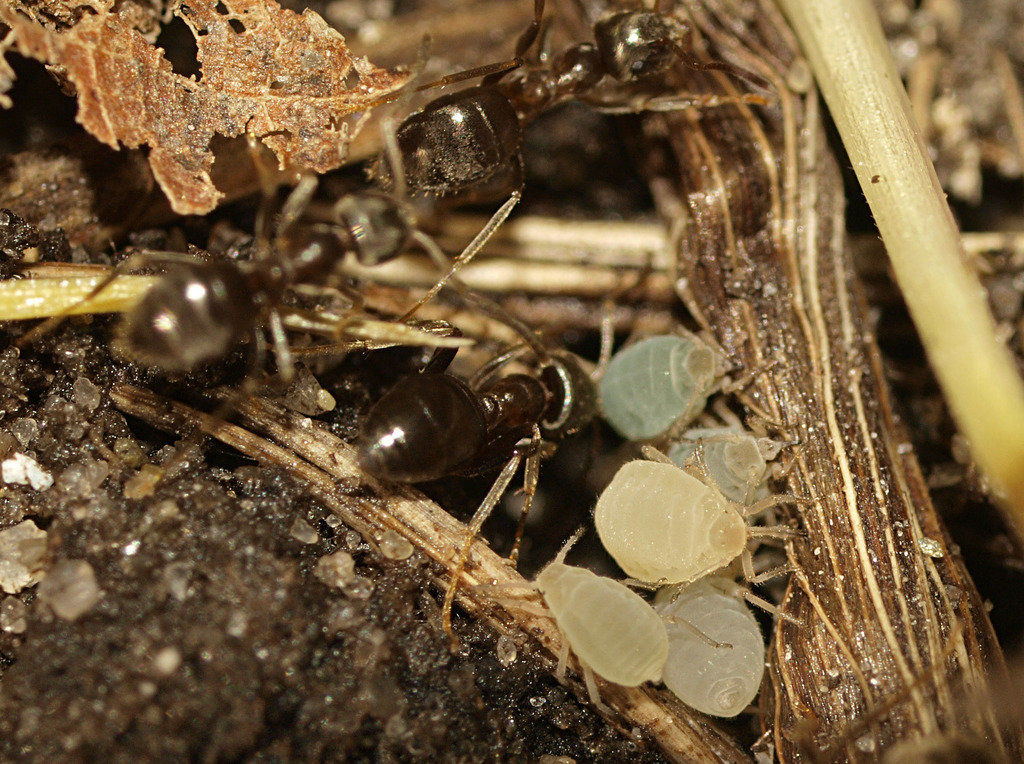 Pistachio-Grass Root Aphid