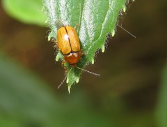 Cryptocephalus pusillus