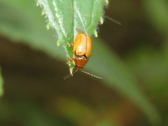 Cryptocephalus pusillus