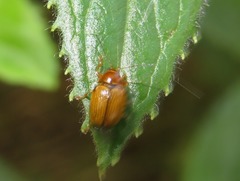 Cryptocephalus pusillus