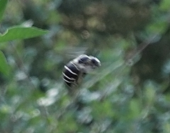 Anthophora walshii