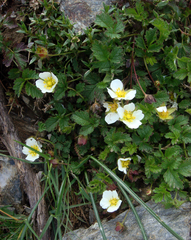 Drymocallis corsica
