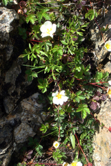 Drymocallis corsica