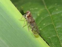 Cixius nervosus