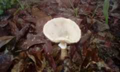 Agaricales