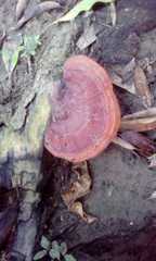 Polyporaceae