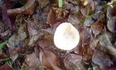 Agaricales