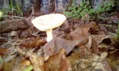 Agaricales