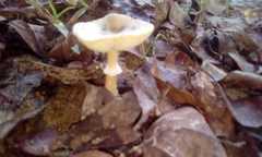 Agaricales