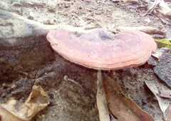 Polyporaceae