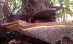 Polyporaceae