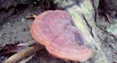 Polyporaceae