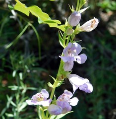 Penstemon strictiformis