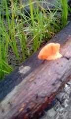 Trametes