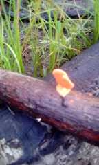 Trametes