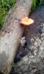 Trametes