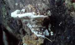 Polyporales