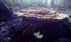Trametes