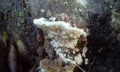 Polyporales