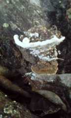 Polyporales