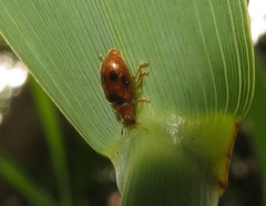 Coccidula scutellata
