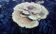 Trametes