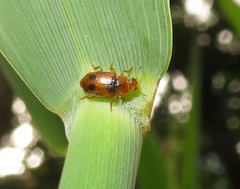 Coccidula scutellata