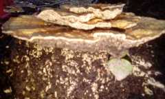 Trametes