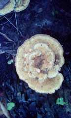 Trametes