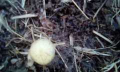 Agaricales