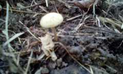 Agaricales