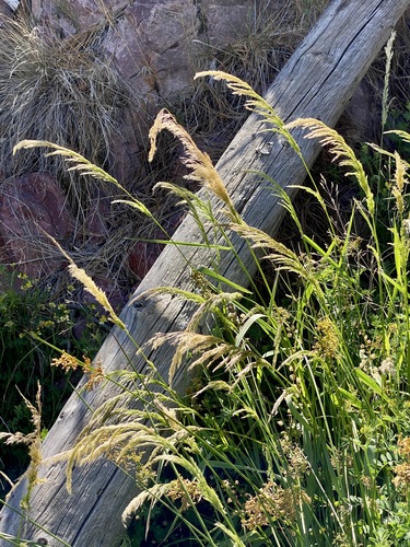 Walker Canyon Trail