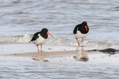 South Island Oystercatcher photo 4