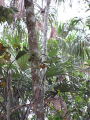 Dendrocincla fuliginosa