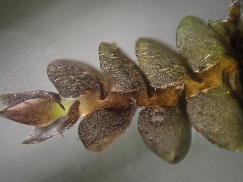 Cordate Flapwort (Jungermannia eucordifolia)