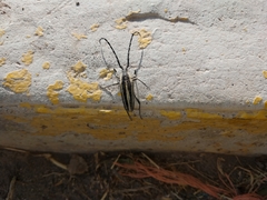 Sphaenothecus trilineatus