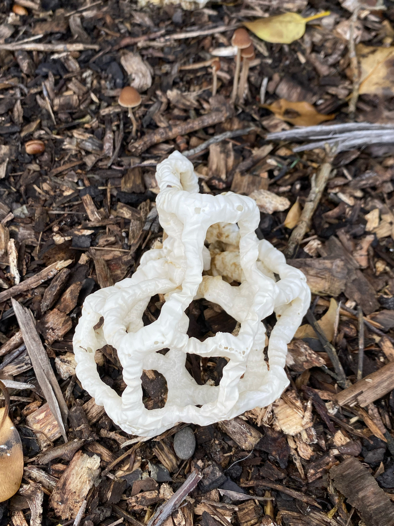 Ileodictyon cibarium · April 2025 · photo: © crellow (iNaturalist, cc0)
