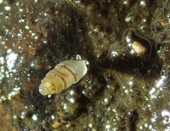 Carychium stygium