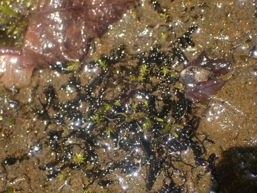Image of Jungermannia eucordifolia by no rights reserved
