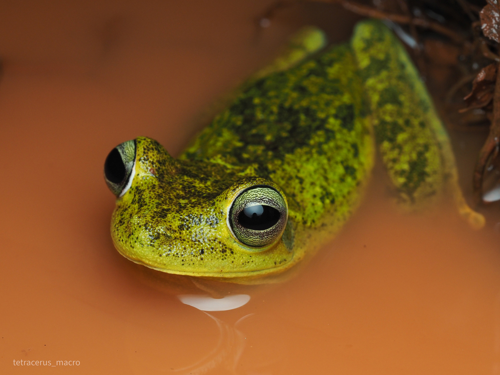 Emerald-Eyed Treefrog