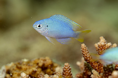 Peacock Damselfish photo 2
