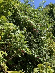 Passiflora tarminiana