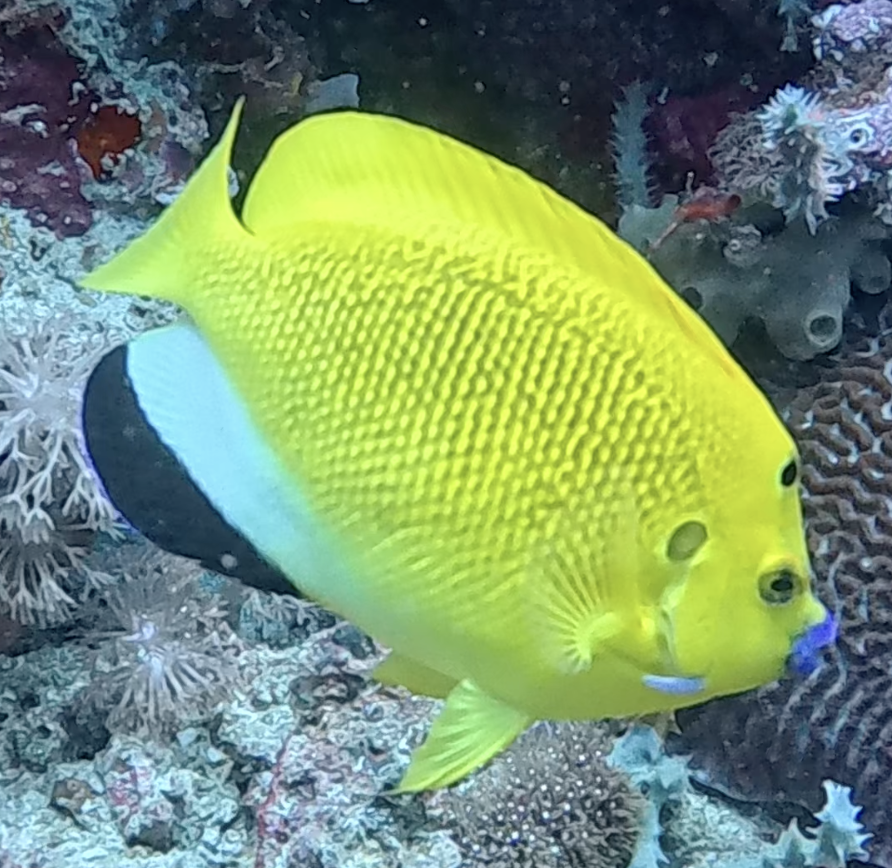 Threespot angelfish