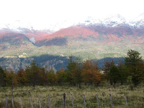 Image of Nothofagus pumilio by (c) Cesar Ormazabal, some rights reserved (CC BY)
