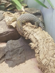 Varanus acanthurus